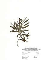 藏品(白千層)的圖片